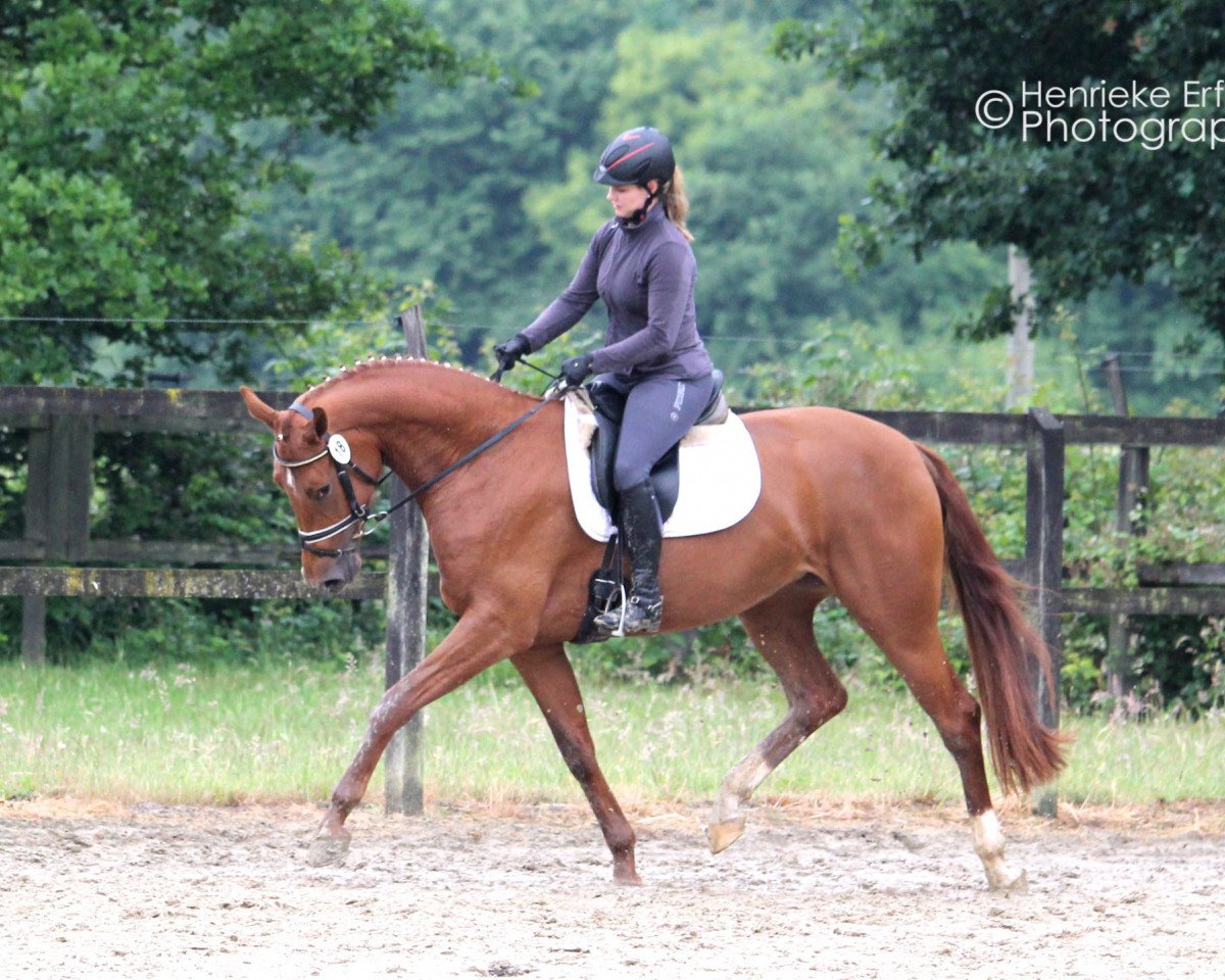 broodmare Viktoria (Westphalian, 2012, from Vitalis)