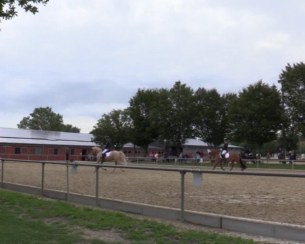Reitturnier Ascheberg 2020