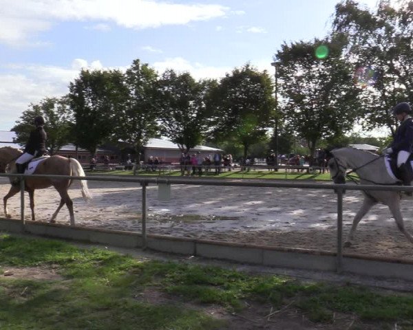 Reitturnier Ascheberg 2020