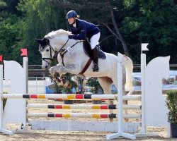 jumper Zazu 8 (Hanoverian, 2006, from Zaandam)