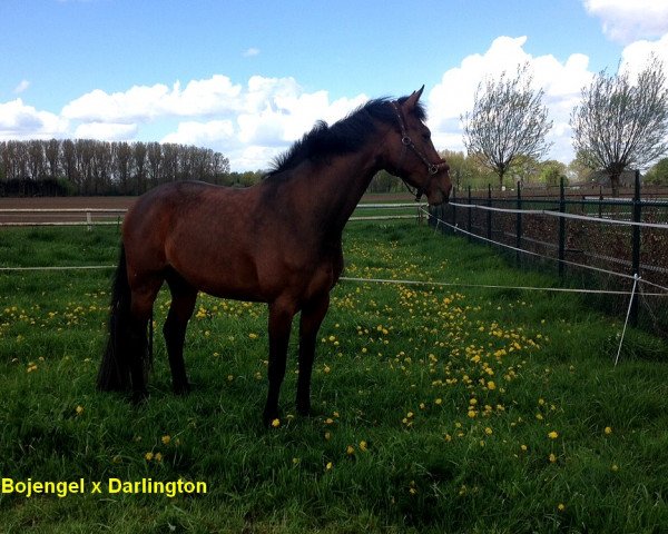 broodmare Beautynoff (Rhinelander, 2011, from Bojengel)