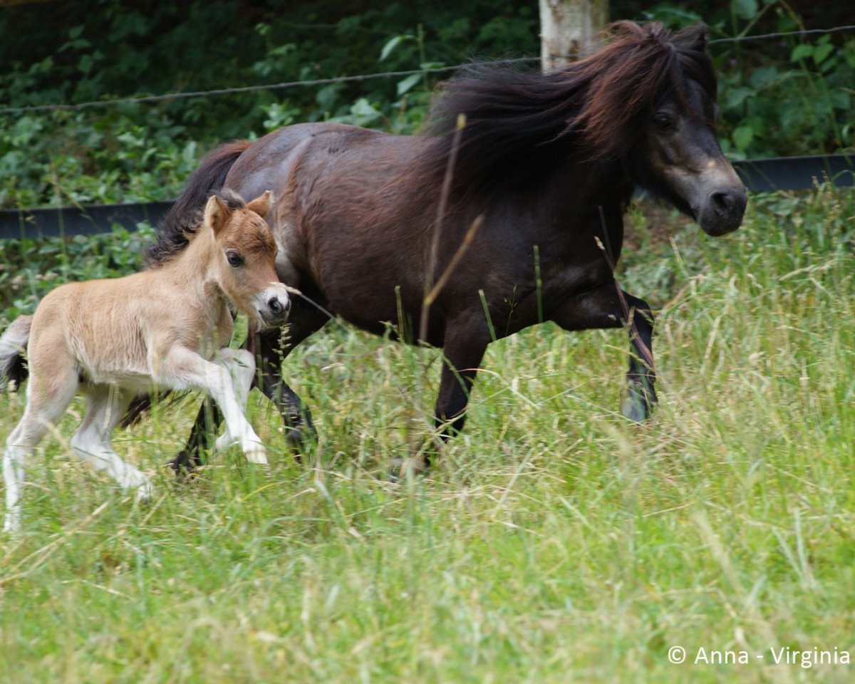 Yegua de cría Viviana vom Engelland (Pony Shetland (menos de 87 cm), 2009, de Kay van de Wijzend)