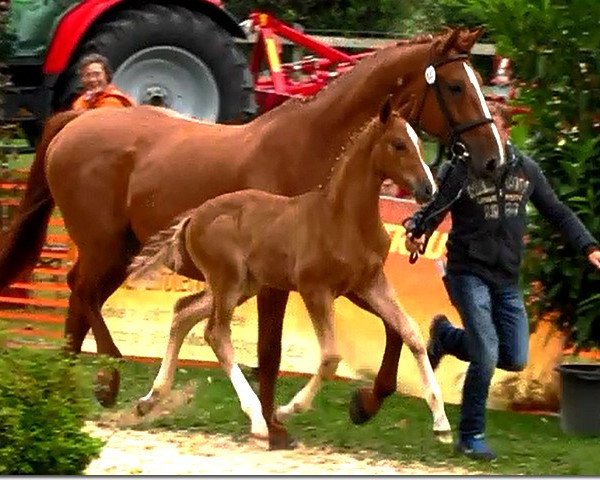 broodmare Quitinoff (Hanoverian, 2015, from Quotenkoenig 2)