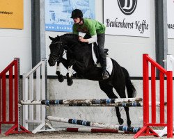 jumper Carry 73 (Oldenburg, 2006, from Carry Gold)