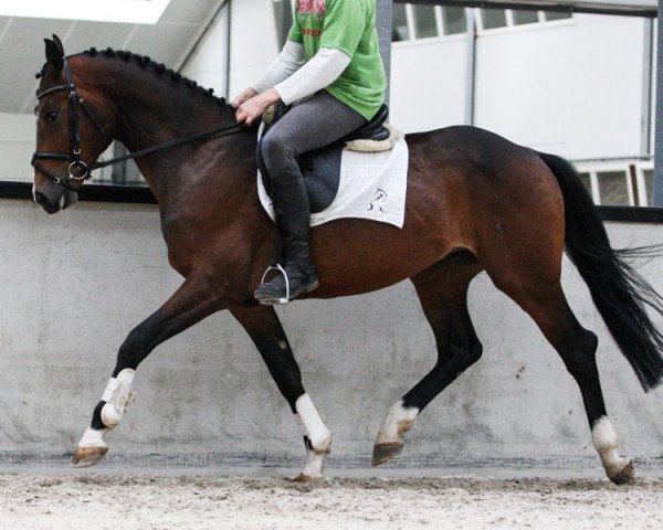 Pferd Carry 8 (Oldenburger, 2006, von Carry Gold)