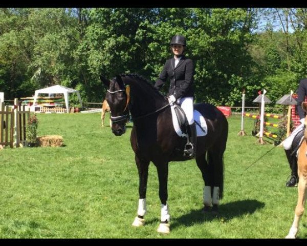 dressage horse Samiyah (Hanoverian, 2008, from San Remo)