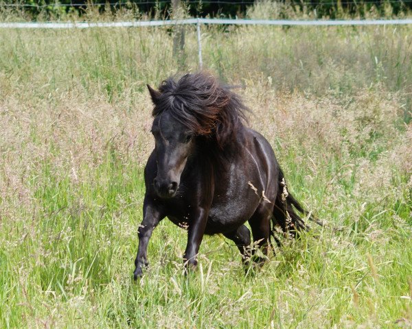 Pferd Fünü (Shetland Pony, 2012, von Valentino van de Veldhoeve) Pferd Fünü (Shetland Pony, 2012, von Valentino van de Veldhoeve)