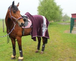Dressurpferd Belle Berlue (Oldenburger, 2002, von Regazzoni)
