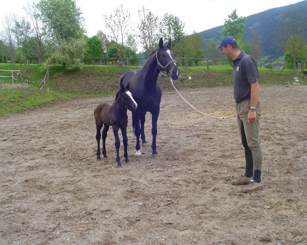 jumper Baloussina 3 (Zangersheide riding horse, 2009, from Baloussini)