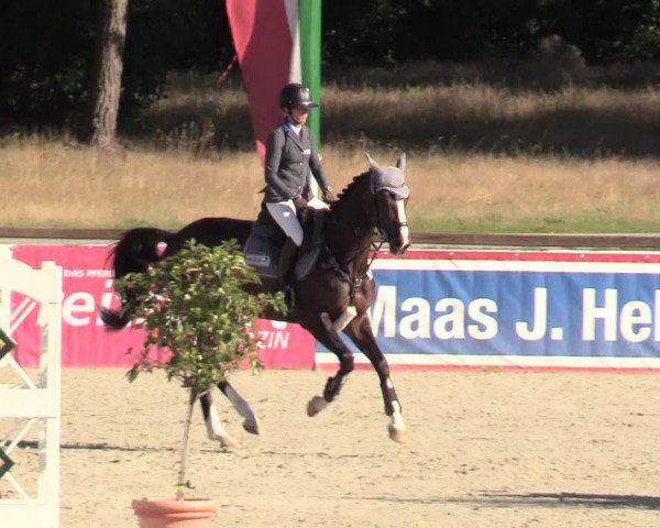 Reitturnier Westergellersen 2020