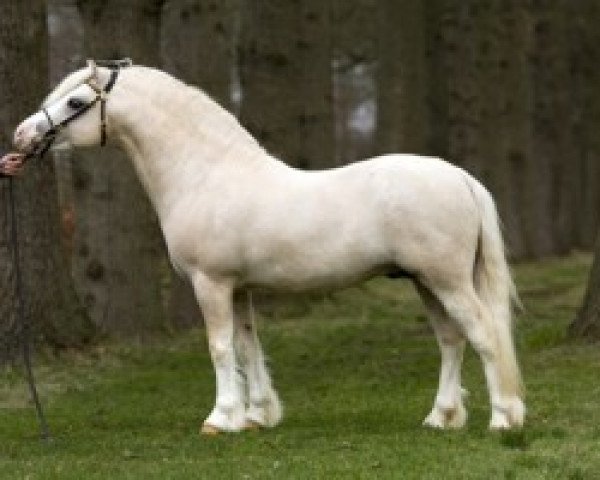 stallion Ysselvliedts Golden Boy (Welsh mountain pony (SEK.A), 2002, from Blackhill Picalo)