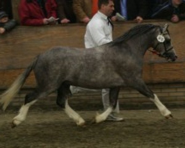 horse Ysselvliedt's Shy Rebel (Welsh mountain pony (SEK.A), 2002, from Vechtzicht's Hyway)