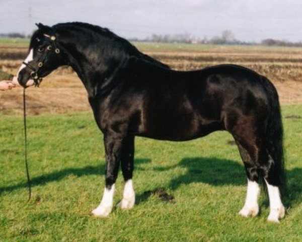 stallion Ysselvliedt's High Guy (Welsh mountain pony (SEK.A), 1998, from Colne Heartsease)