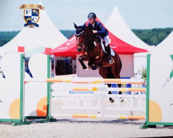 jumper Wivus (Mecklenburg, 2010, from Warrant)