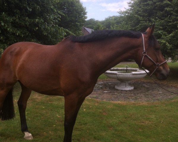 horse Wyno (KWPN (Royal Dutch Sporthorse), 2003, from Sir Sinclair)
