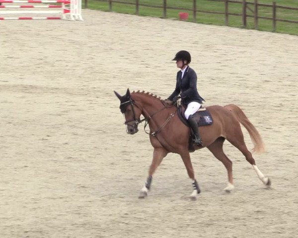 Reitturnier Westergellersen 2020