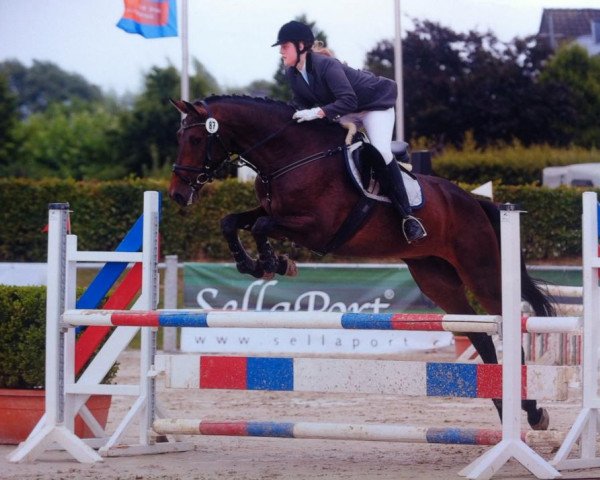 Springpferd California Dream 2 (Holsteiner, 2006, von Chalan)