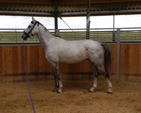 horse Chaparral (Oldenburg show jumper, 2008, from Concept)