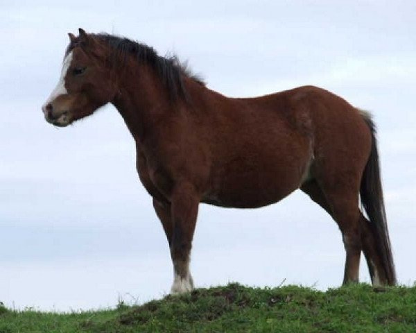 horse Vechtzicht's Christabel (Welsh mountain pony (SEK.A), 2008, from Vechtzicht's Harmony) horse Vechtzicht's Christabel (Welsh mountain pony (SEK.A), 2008, from Vechtzicht's Harmony)