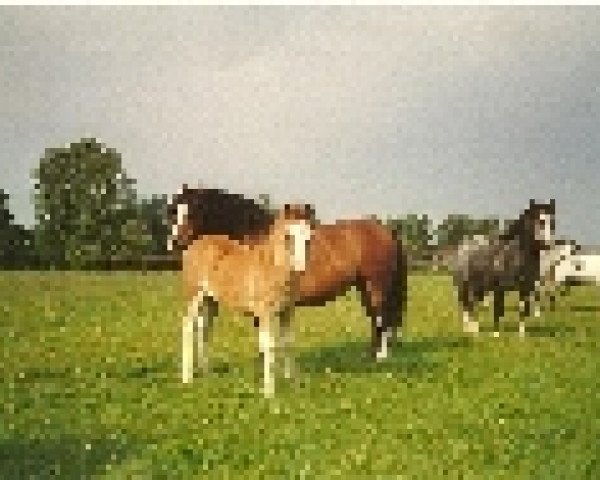 Zuchtstute Revel Cymbol (Welsh Mountain Pony (Sek.A), 1984, von Revel Hallmark)