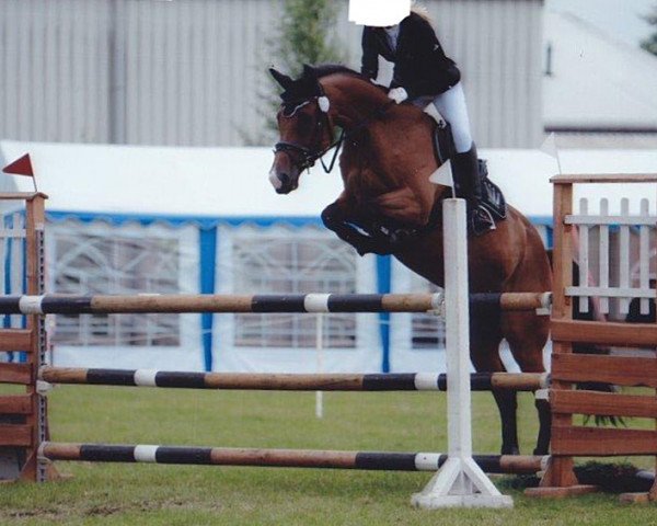 Springpferd Toffee' La Grace (Oldenburger, 2007, von Junior Mariner)