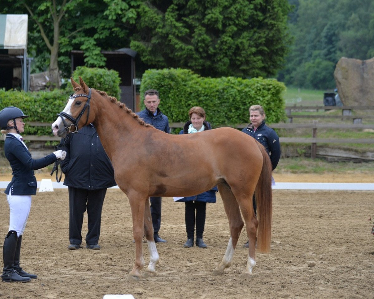 broodmare FS Dancing Queen (German Riding Pony, 2011, from FS Daddy Cool)