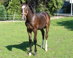 jumper Escudero 6 (Hanoverian, 2005, from Escudo I)