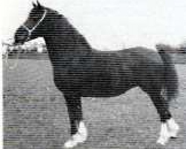broodmare Trefaes Bessie (Welsh-Cob (Sek. D), 1984, from Furthermoors Solomon) broodmare Trefaes Bessie (Welsh-Cob (Sek. D), 1984, from Furthermoors Solomon)