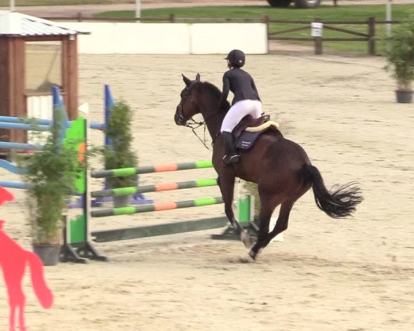 Reitturnier Westergellersen 2020