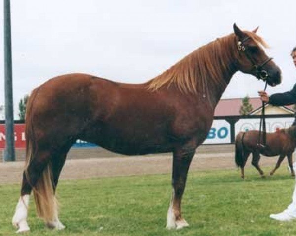 broodmare Minafon Brenhines (Welsh-Cob (Sek. D), 1998, from Cyttir Telynor)