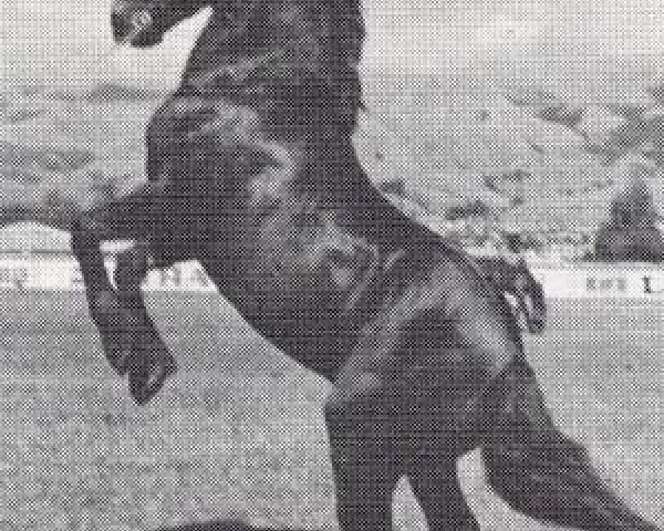 stallion Hewid Dafydd (Welsh-Cob (Sek. D), 1965, from Cahn Dafydd)
