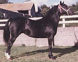 broodmare Fronarth Brenhines (Welsh-Cob (Sek. D), 1977, from Brenin Dafydd)