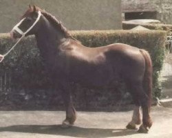 stallion Farian Prince (Welsh-Cob (Sek. D), 1961, from Cahn Dafydd)