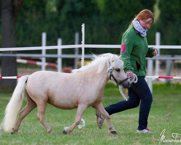 broodmare Fine Design van de Lopster Toren (Shetland pony (under 87 cm), 2012)