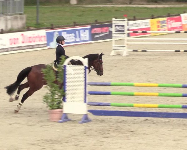 Reitturnier Westergellersen 2020