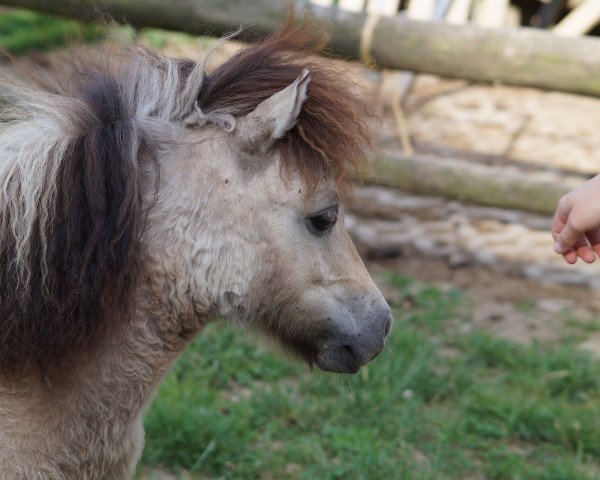 broodmare Vaya vom Engelland (Shetland pony (under 87 cm), 2014, from Picasso K)