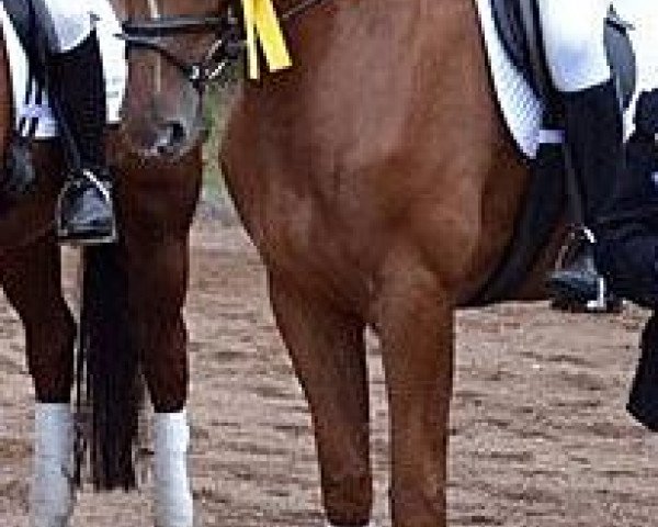 broodmare Qunigunde (Westphalian, 2007, from Quinnus I) broodmare Qunigunde (Westphalian, 2007, from Quinnus I)