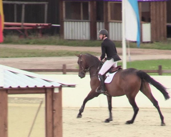 Reitturnier Westergellersen 2020
