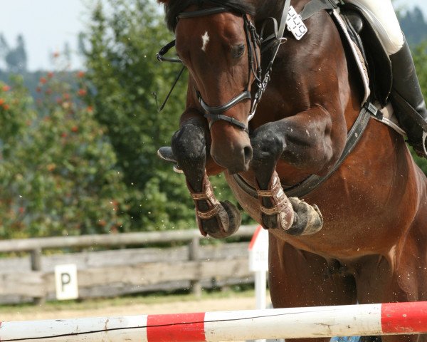 broodmare Zybala (Westphalian, 2001, from Zorro T)