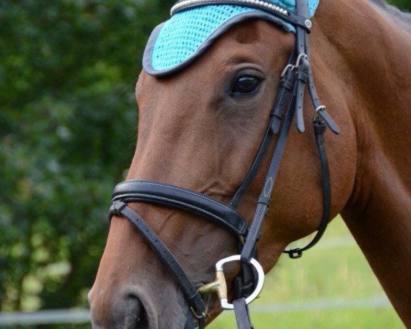 jumper Coco Chanel D 2 (Württemberger, 2008, from Corofino II)