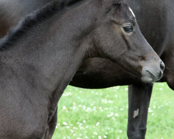 broodmare Landdeern (Trakehner, 2015, from Silvermoon 3)