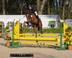 jumper van Halen 8 (Hanoverian, 2011, from Valentino)