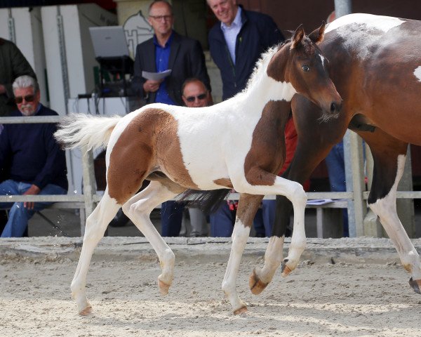 dressage horse Finnetou (Westphalian, 2015, from Franziskus FRH)