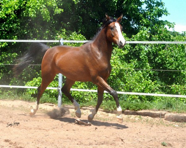 Pferd MS Mendocino ox (Vollblutaraber, 2013, von Aranik Kossack ox)