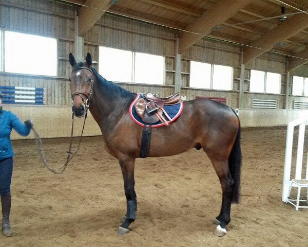 Cavallo da salto Royalstar (Cavallo Sportivo Tedesco, 2010, di Royaldik)