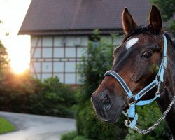 dressage horse Feiner Meiner (Rhinelander, 1996, from Fidermark)