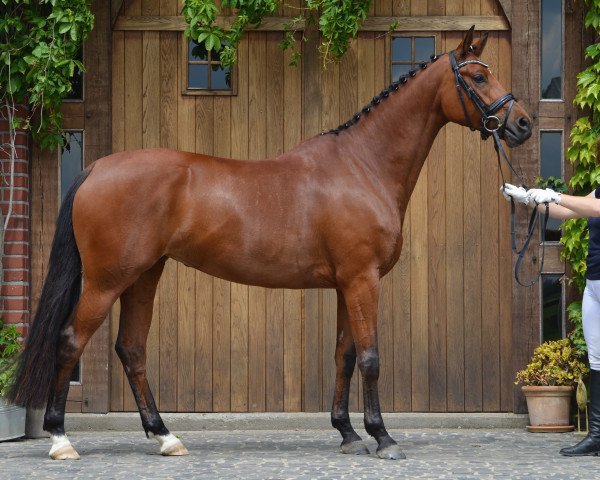 broodmare Cor de la Luna (Hanoverian, 2010, from Caprimond) broodmare Cor de la Luna (Hanoverian, 2010, from Caprimond)