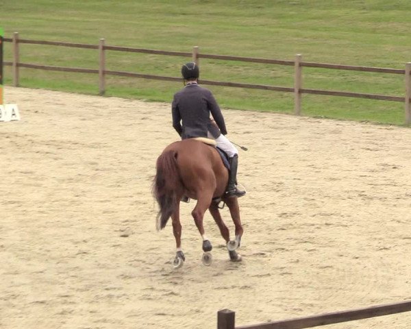 Reitturnier Westergellersen 2020