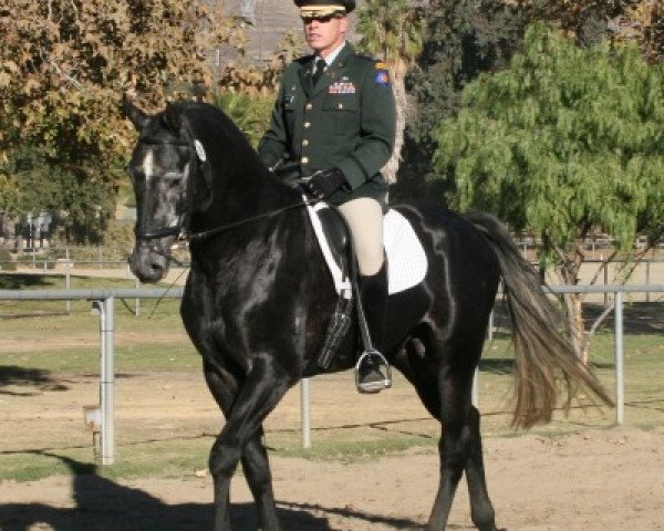 dressage horse Remise (Oldenburg, 2004, from Riverman)