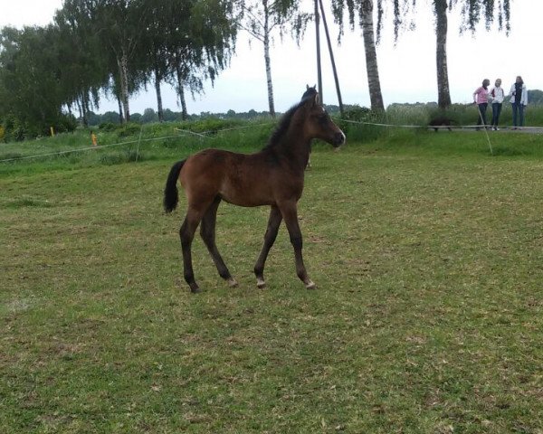horse corny (Westphalian, 2015, from Cornet Obolensky)